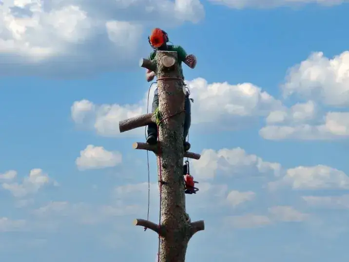 Tree surgeons dismantling a tall stem in sections