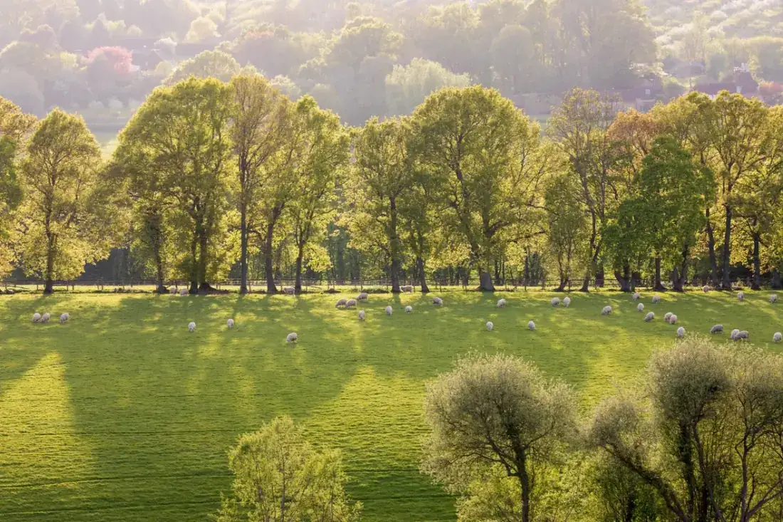 Mature parkland trees in summer