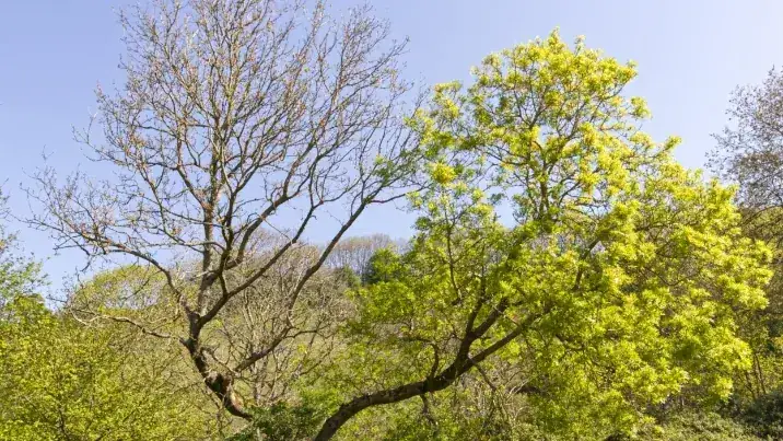 Tree work in Marple