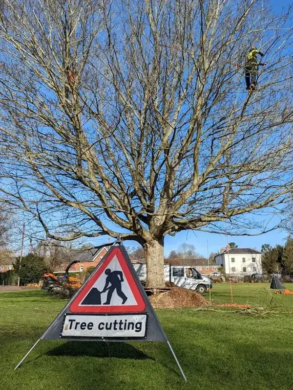 Crown Reduction in Stockport
