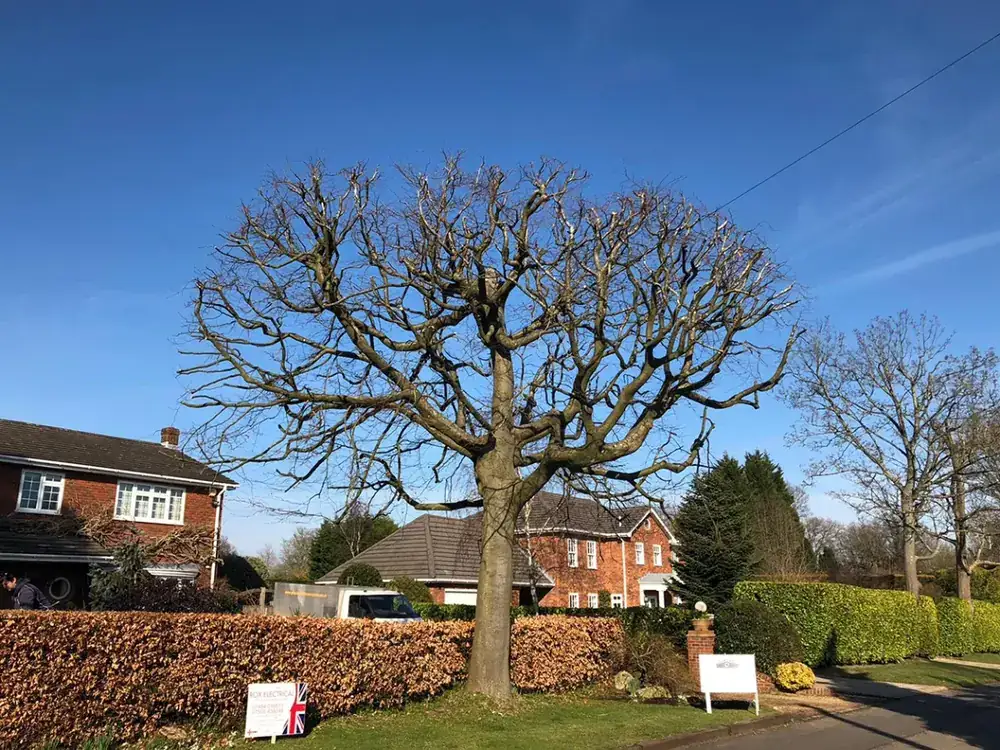 Tree work in Bramhall