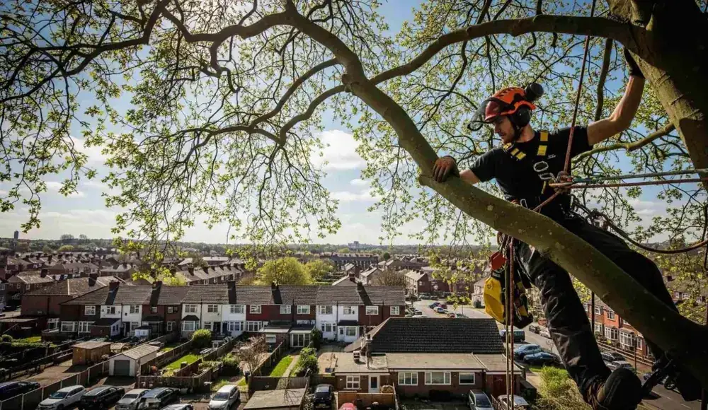 Tree work in Wilmslow