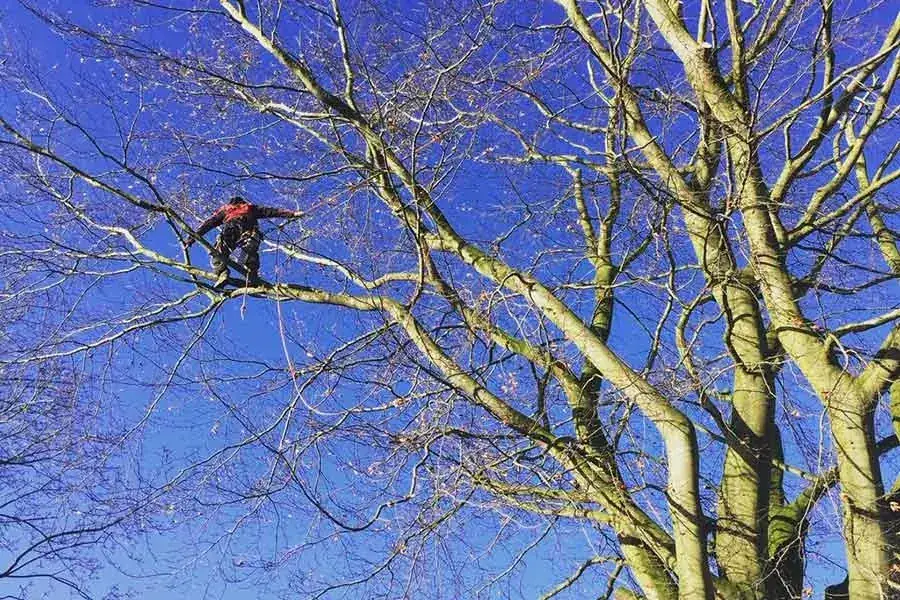 Tree Pruning in Stockport