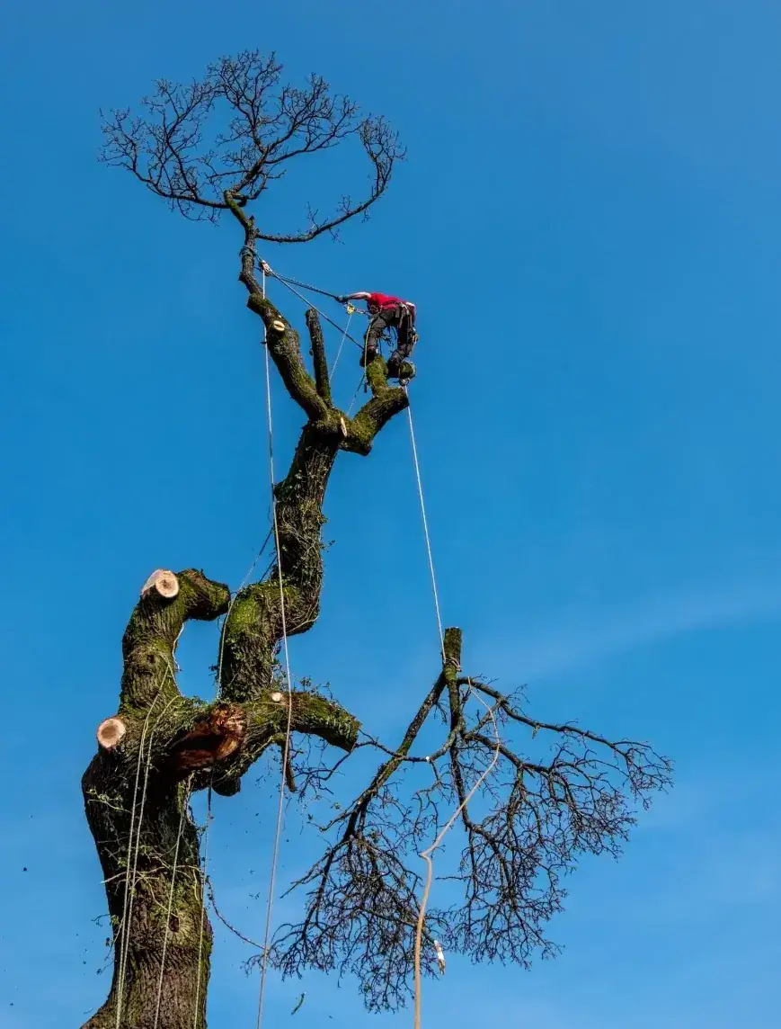 Tree surgeon dismantling a garden tree in Hyde