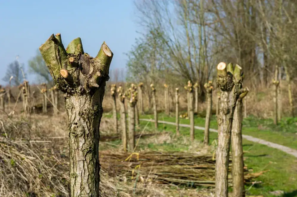 Tree Pollarding by a qualified tree surgery team