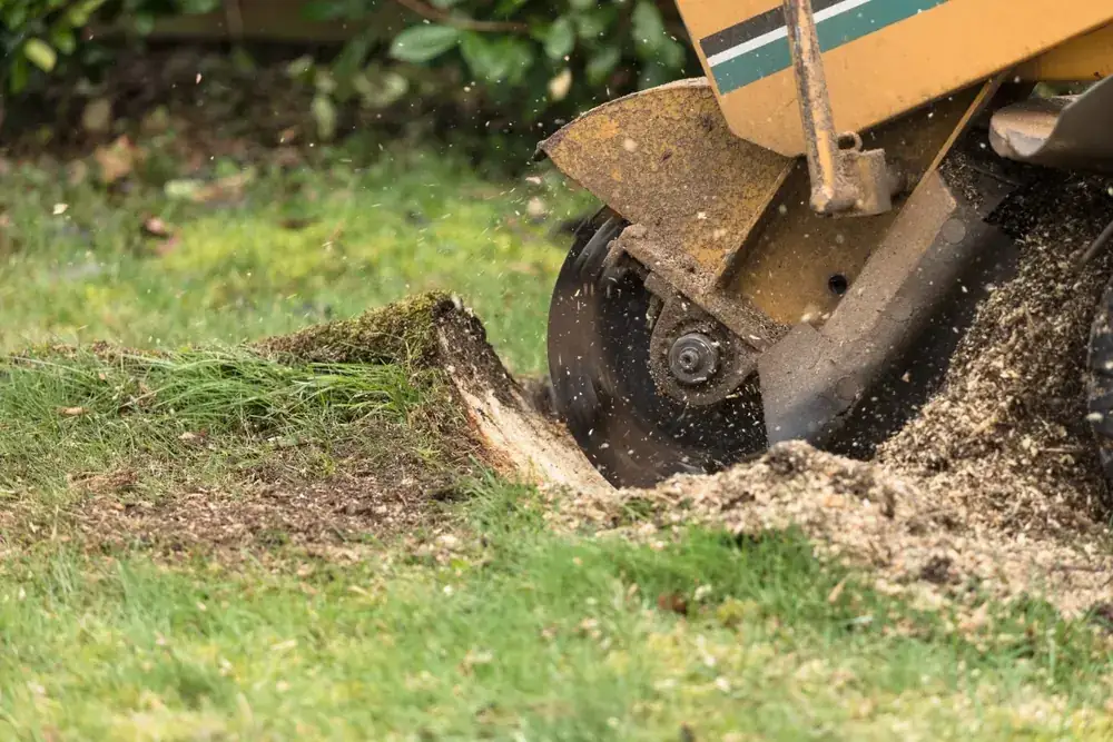 Stump Grinding and Removal in Stockport