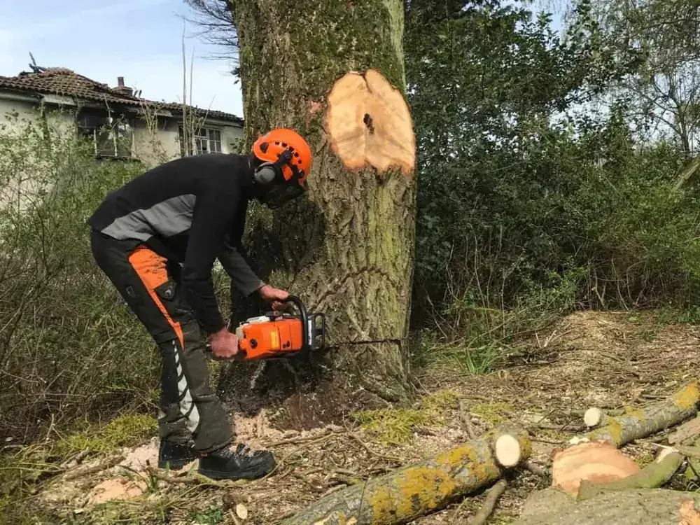Tree work in Denton