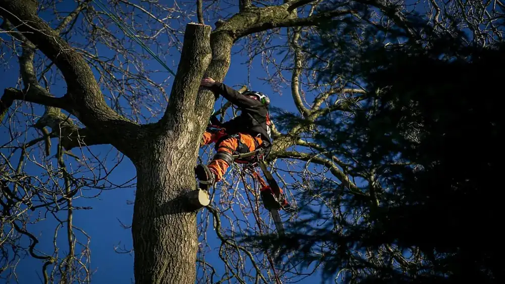 Tree work in Hyde